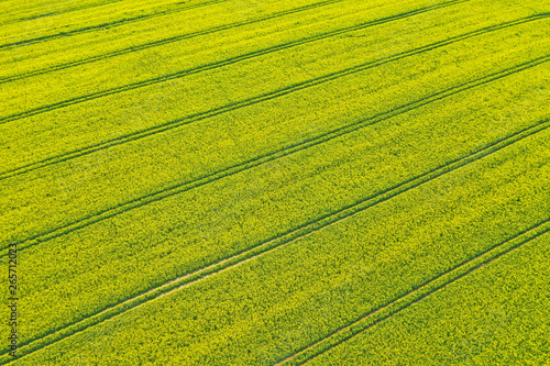Aerial perspective view on yellow field of blooming rapeseed and tractor tracks