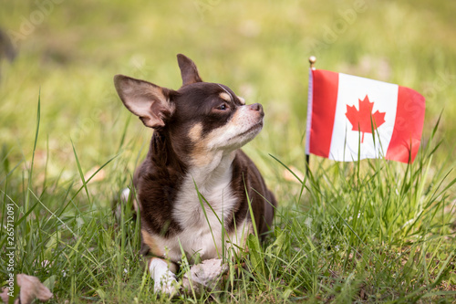 Chihuahua on grass with canadian flag. photo