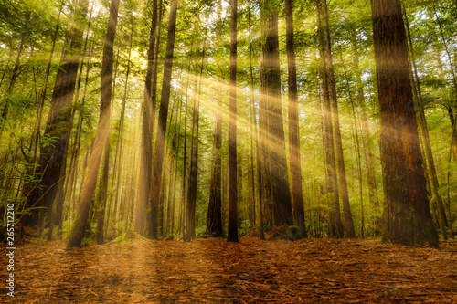 Beautiful light from sunrays in the Redwoods