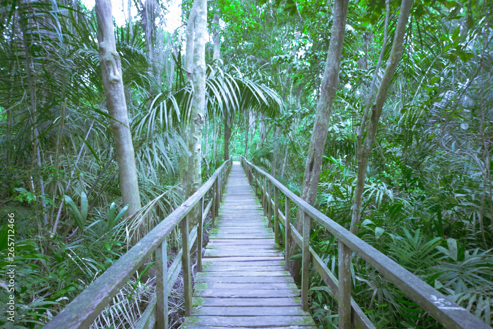 Canopy walkway in a forest Canopy walkway in a forest