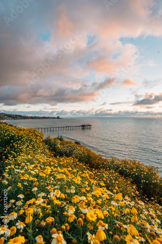 Flowers and view of Scripps Pier at sunset  in La Jolla  San Diego  California