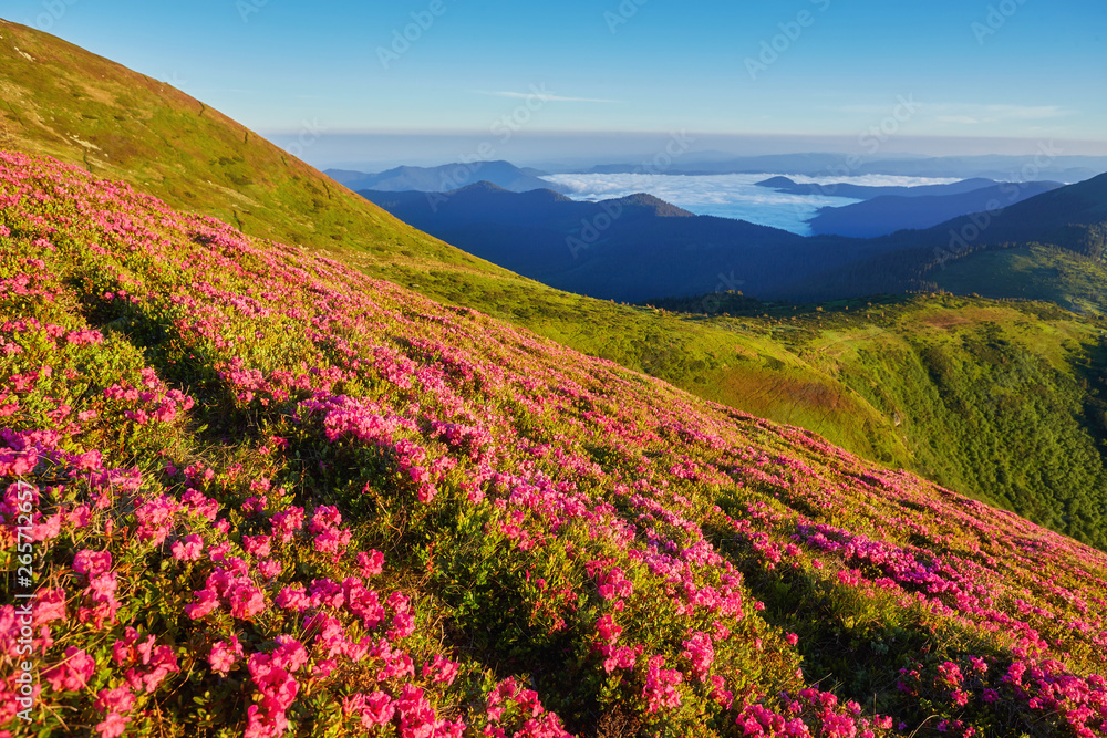 Beautiful view of pink rhododendron rue flowers blooming on mountain slope with foggy hills with green grass and Carpathian mountains in distance with dramatic clouds sky.