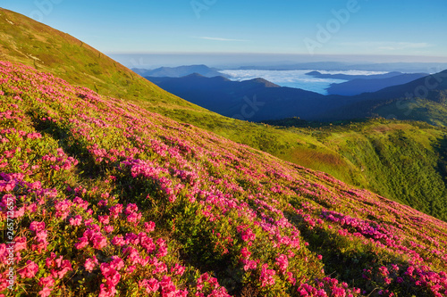 Beautiful view of pink rhododendron rue flowers blooming on mountain slope with foggy hills with green grass and Carpathian mountains in distance with dramatic clouds sky.