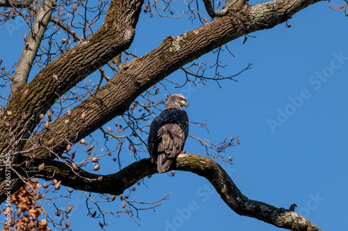 Canvas Print A juvenile Bald Eagle perched in a tree watching the river for a fish