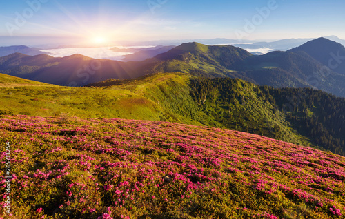 Fototapeta Naklejka Na Ścianę i Meble -  Beautiful view of pink rhododendron rue flowers blooming on mountain slope with foggy hills with green grass and Carpathian mountains in distance with dramatic clouds sky.