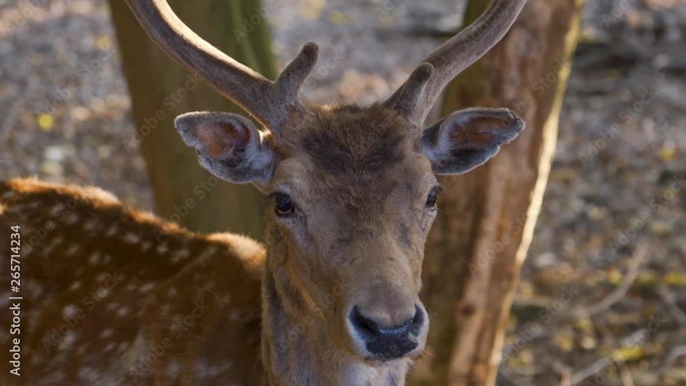 Fallow Deer (Damma gamma) Fallow Deer (Damma gamma)