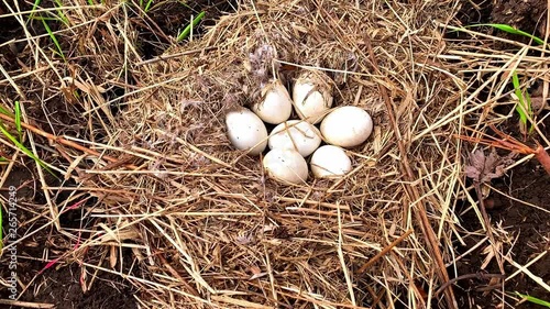 Canadian goose nest close up view photo