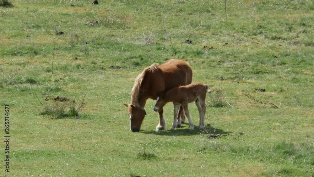 A mare with its foal on a green field in the north of Spain A mare with its foal on a green field in the north of Spain