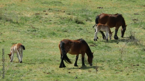 Wallpaper Mural Two mares with their foals in a green field in the north of Spain Torontodigital.ca