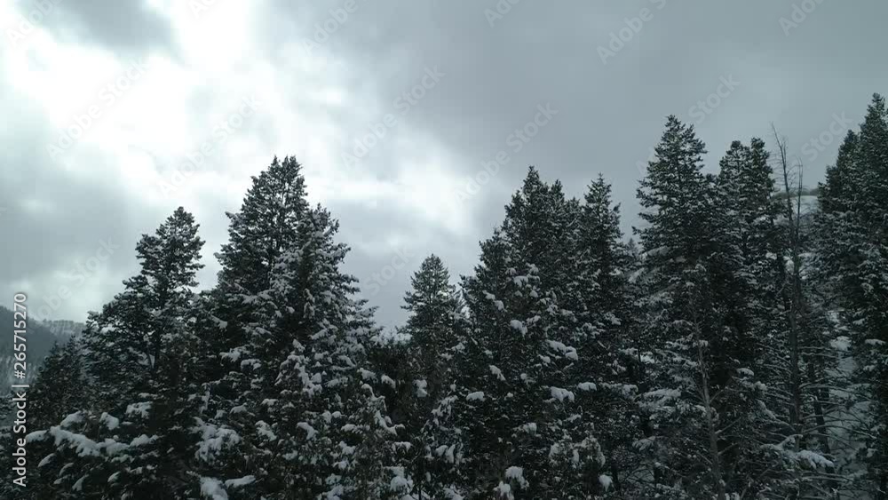 Drone shot skimming low over pine tree tops flying up a hillside. Wintery setting with snow on trees. Overcast sky. Drone shot skimming low over pine tree tops flying up a hillside. Wintery setting with snow on trees. Overcast sky.