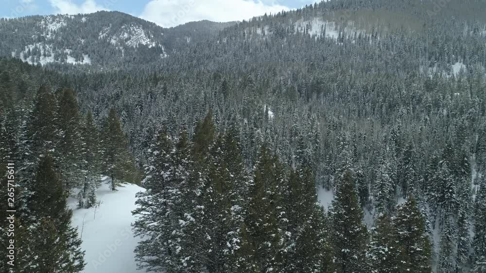 Drone shot flying low over tops of pine trees. Pine tree covered mountain in background. Wintery setting with snow on ground. Overcast sky. Drone shot flying low over tops of pine trees. Pine tree covered mountain in background. Wintery setting with snow on ground. Overcast sky.
