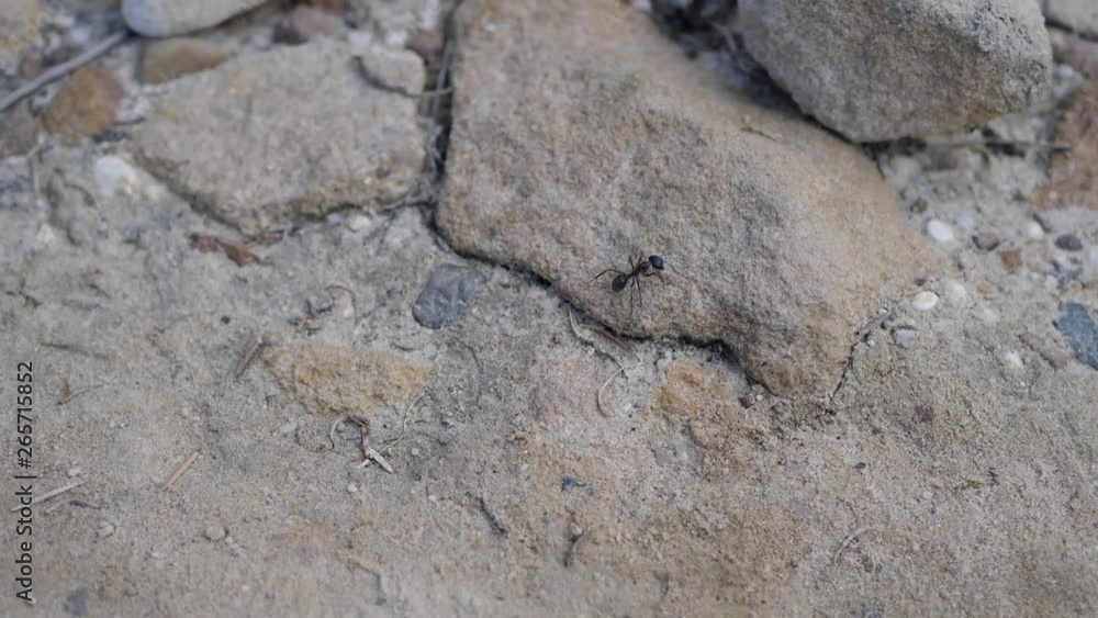 Closeup of a black ant on the ground Closeup of a black ant on the ground