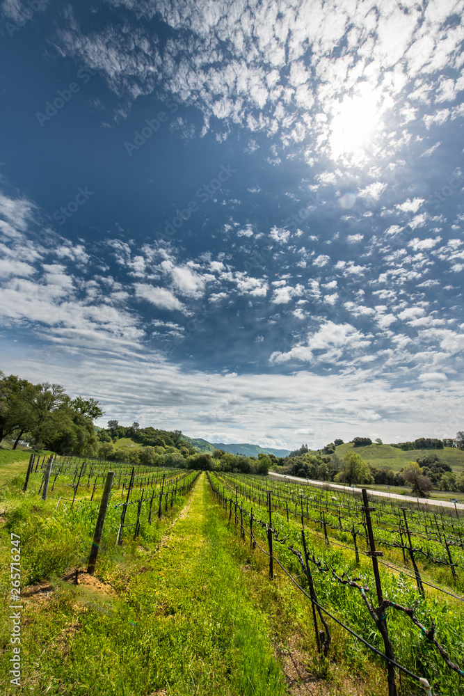 Fototapeta premium Hart to Hart Vineyards, Spring Day