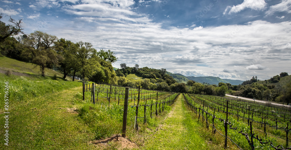 Naklejka premium Hart to Hart Vineyards, Spring