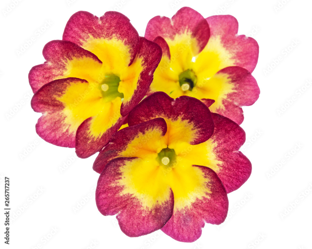 Flower of primrose, isolated on white background Flower of primrose, isolated on white background