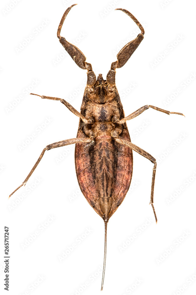 Beetle, insect, isolated on white background Beetle, insect, isolated on white background