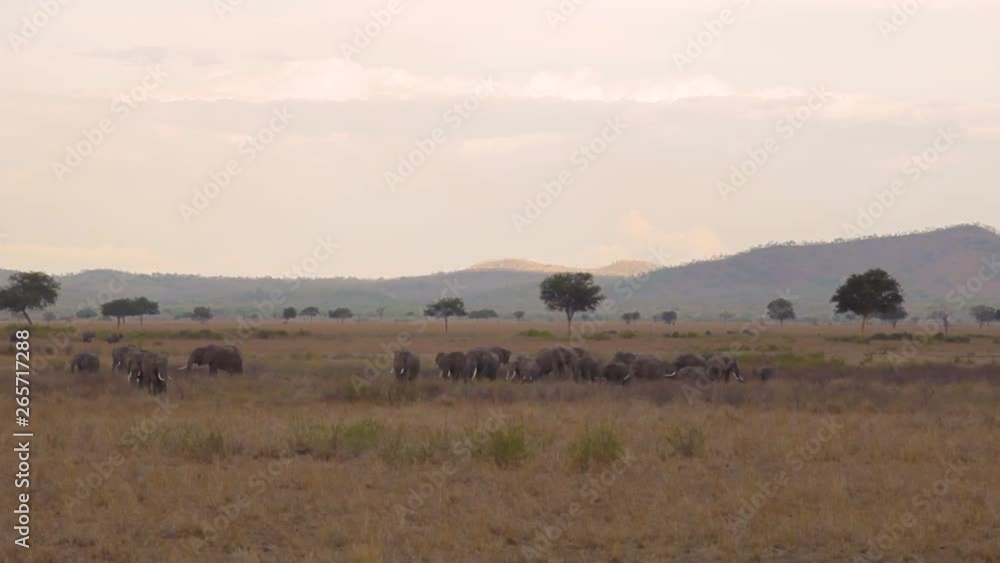 Many elephants walking together in the distance in the plains of Tanzania. Many elephants walking together in the distance in the plains of Tanzania.