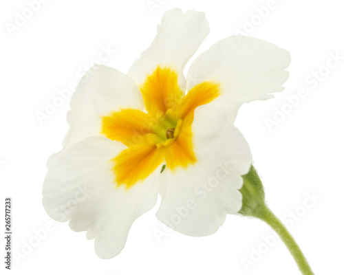 Flower of primrose  isolated on white background