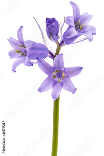 Fototapeta Naklejka Na Ścianę i Meble -  Blue flower of scilla , bluebell flower, isolated on white background