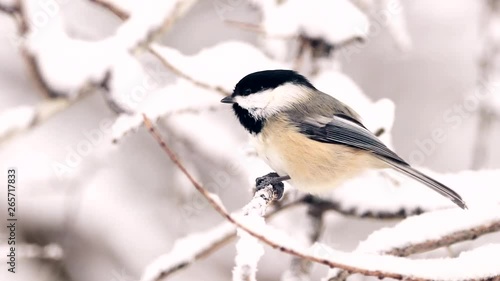 A black-capped chickadee eats a sunflower seed on a tree branch. photo