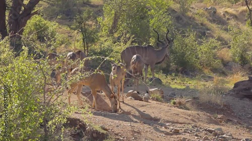 Herd of kudus eating grass together in Tazania. photo
