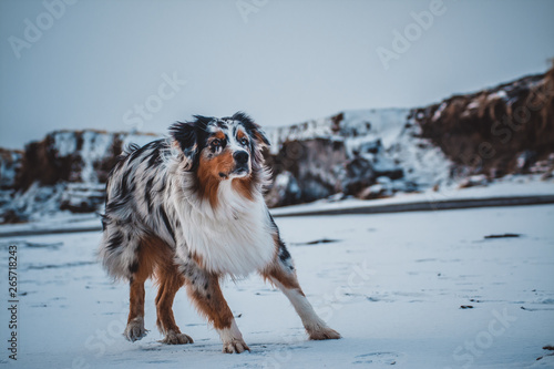 dog aussie AustralianShepherd nature bluemerl photo