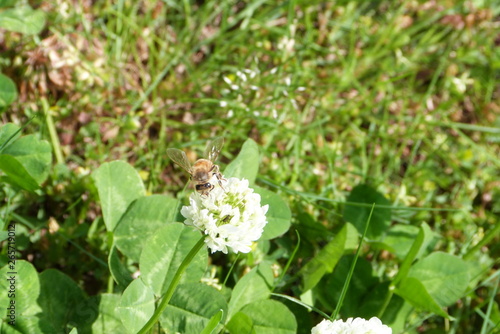 Wallpaper Mural クローバーと蜂 Torontodigital.ca