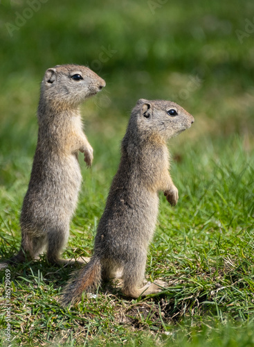 Belding Ground Squirrel © Betty Sederquist
