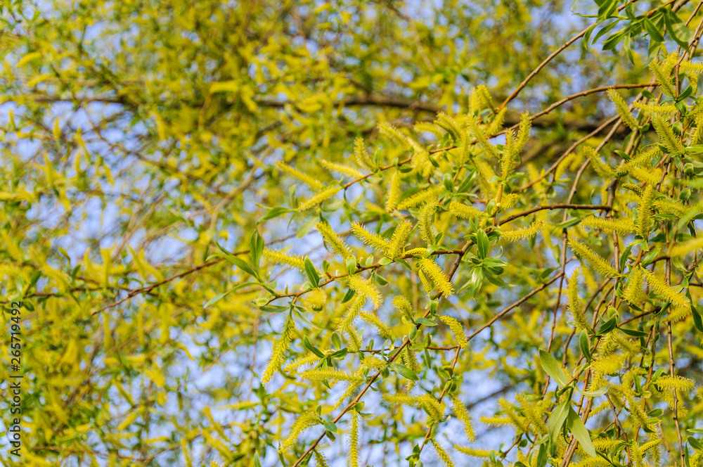 Fototapeta premium Flowering crack, or brittle willow (Salix fragilis) Bullata in spring