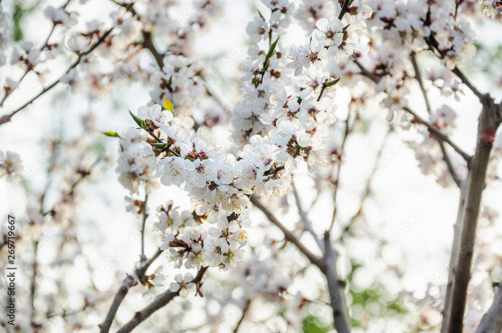 Blooming Apricot tree (Prunus armeniaca) in spring Blooming Apricot tree (Prunus armeniaca) in spring