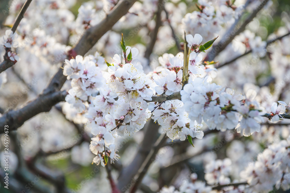 Blooming Apricot tree (Prunus armeniaca) in spring Blooming Apricot tree (Prunus armeniaca) in spring