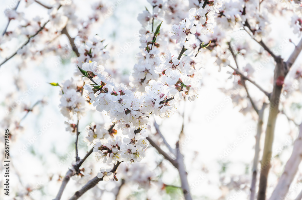 Blooming Apricot tree (Prunus armeniaca) in spring