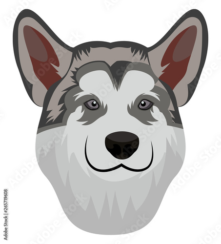 Alaskan Malamute illustration vector on white background