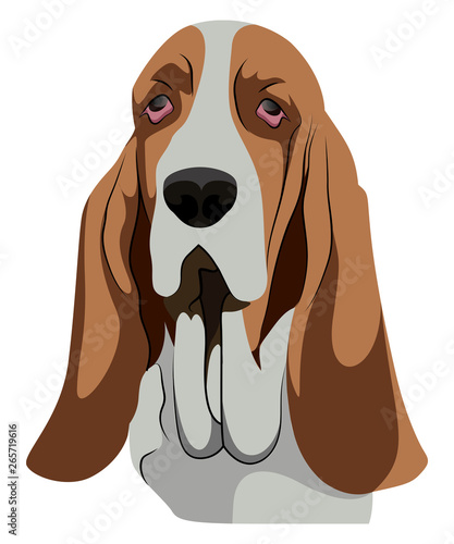 Basset Hound illustration vector on white background