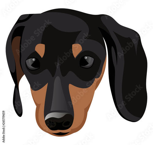 Small Doberman illustration vector on white background