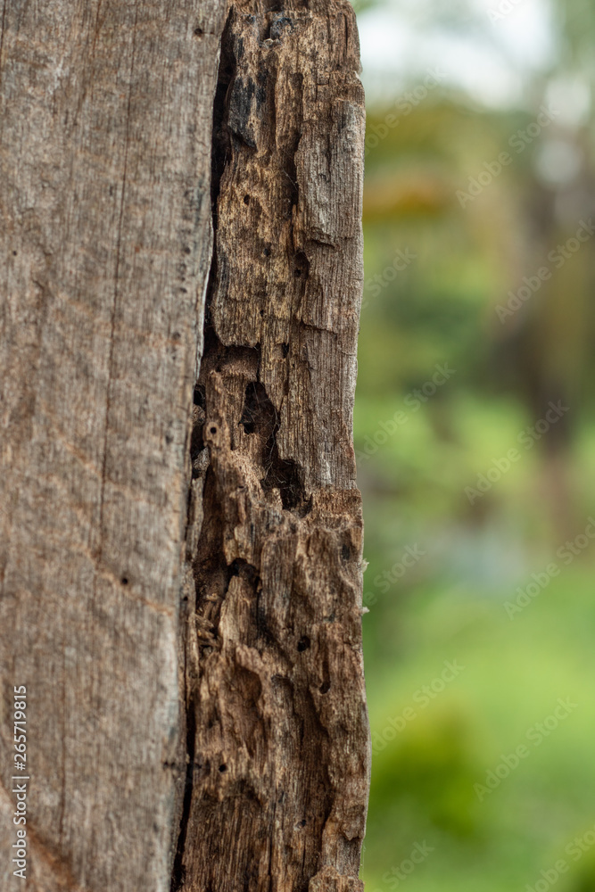 Fototapeta premium background wood texture with trees