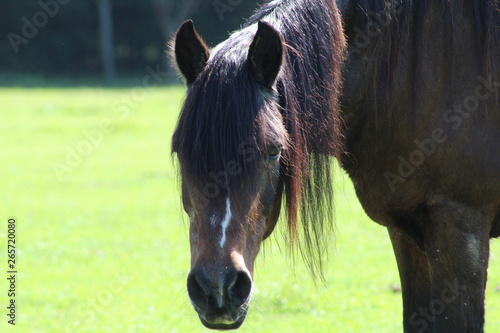 Quadro su tela Face of senior horse