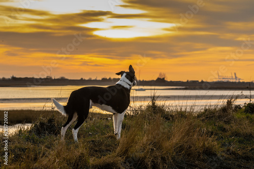 The Old Sea Dog  Border Collie 