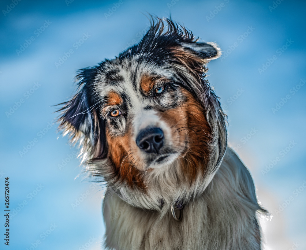 Fototapeta premium dog aussie AustralianShepherd nature bluemerl