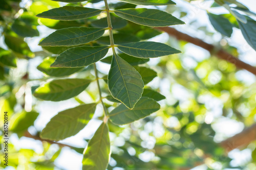 leaves of green and yellow trees with sunlight
