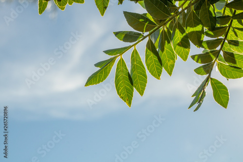 background with blue sky, trees and 