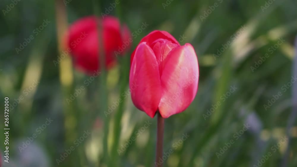 Beautiful tulips grow in the big green grass close-up Beautiful tulips grow in the big green grass close-up