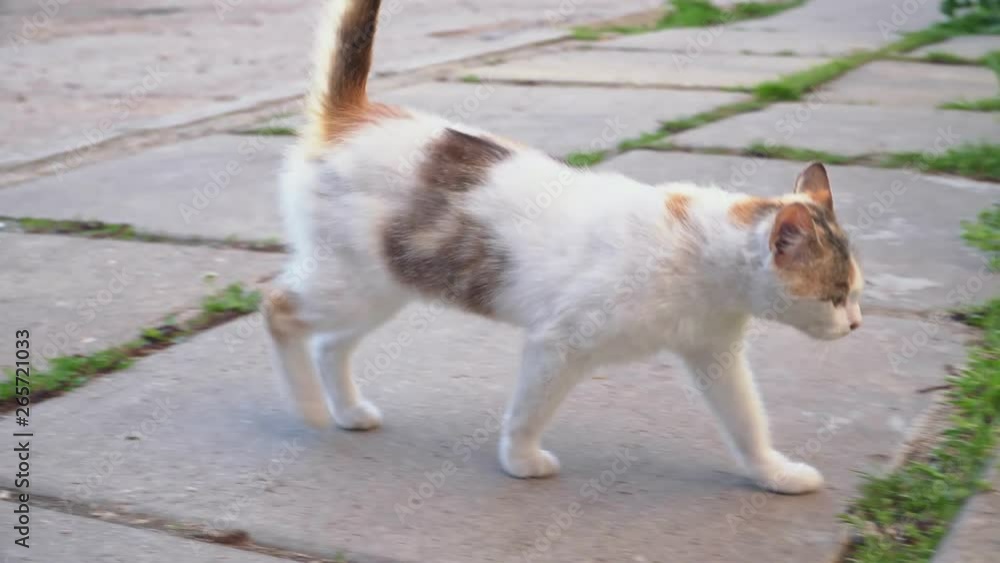 Sly kitten walking along the sidewalk Sly kitten walking along the sidewalk