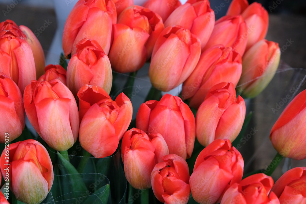 Fototapeta premium tulipes rouges