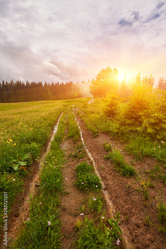 Fototapeta premium Droga leśna prowadząca przez las sosnowy