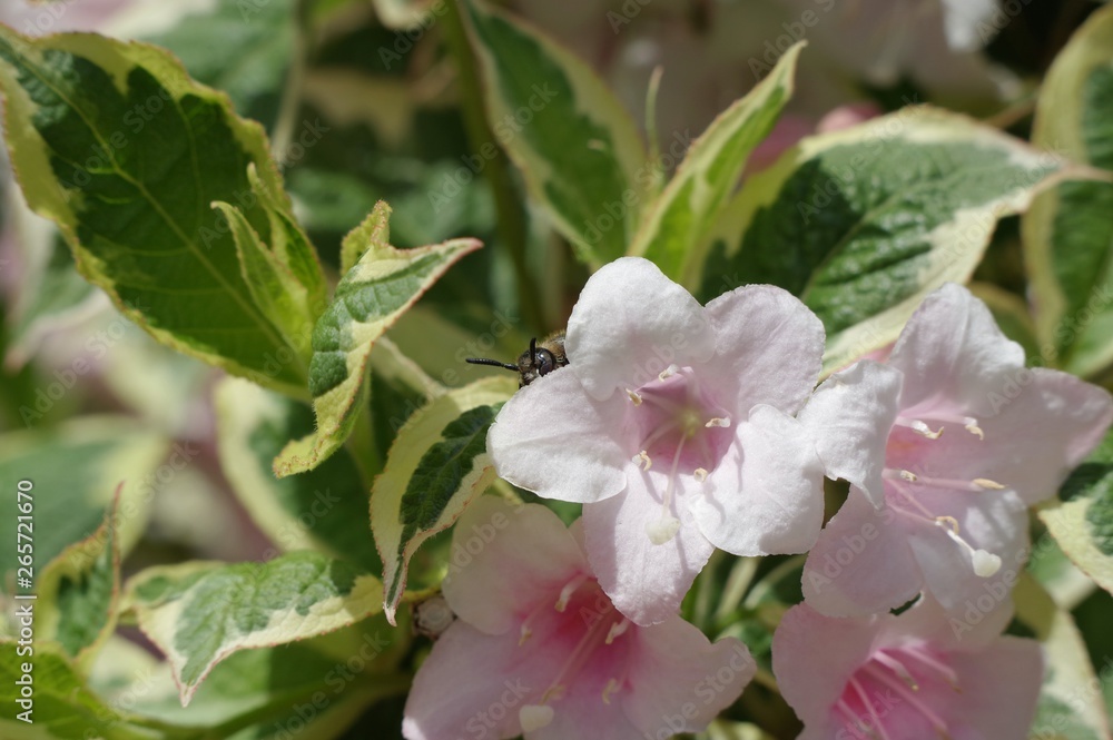 Obraz premium ウツギの花と昆虫