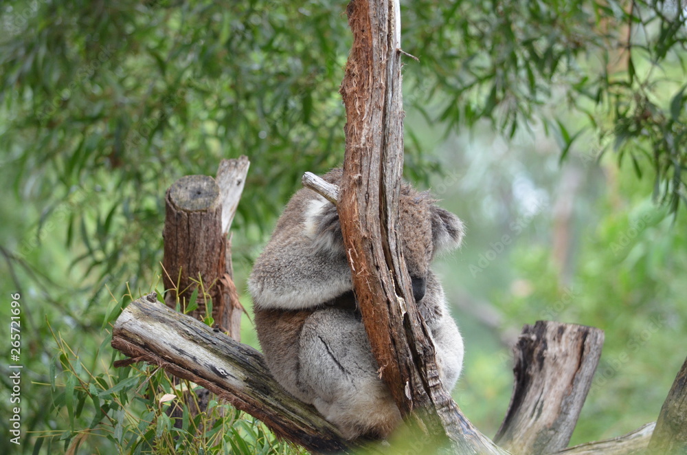 Koala sleeping close up fur tree Australia marsupial gum tree Koala sleeping close up fur tree Australia marsupial gum tree