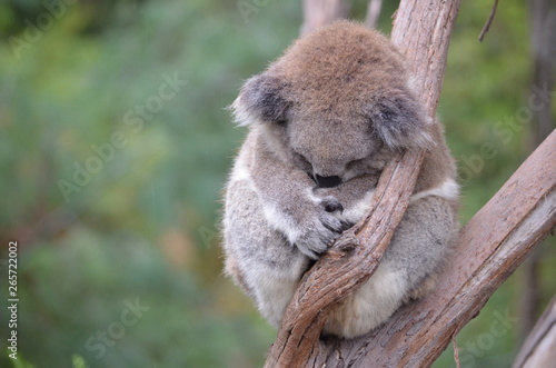 Koala sleeping close up fur tree Australia marsupial gum tree