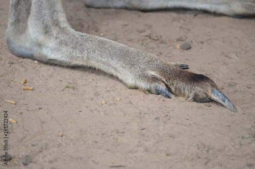 kangaroo paws feet claws Australia foot toe