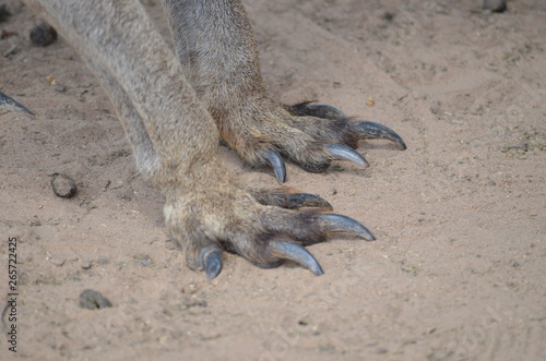 kangaroo paws feet claws Australia